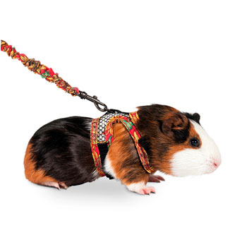  FURETTO - CAVIA