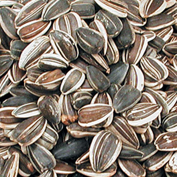 Semi di Girasole Small 1,25KG