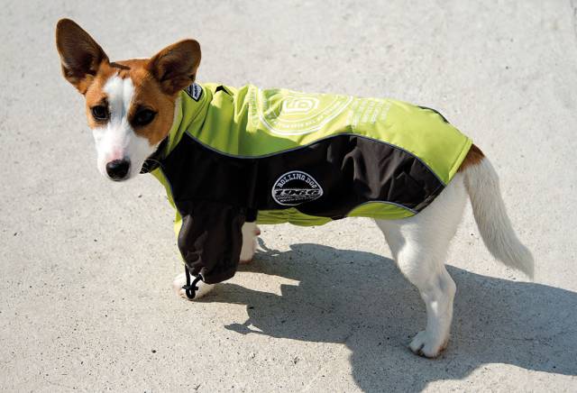 ROLLING DOG CHICAGO - JACKET Verde acido/Verde scuro