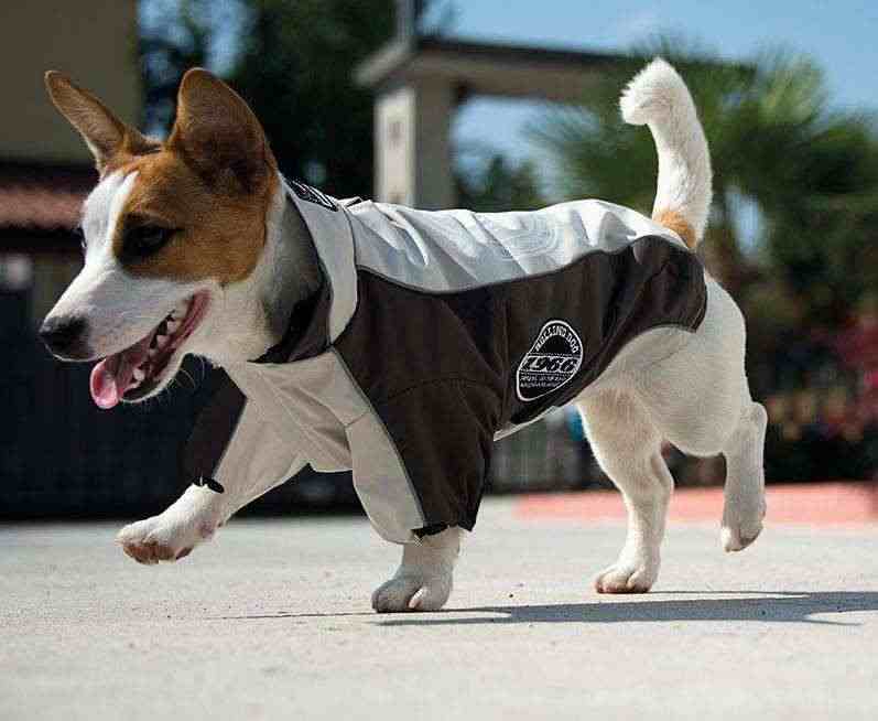 ROLLING DOG CHICAGO - JACKET Bianco/Verde scuro