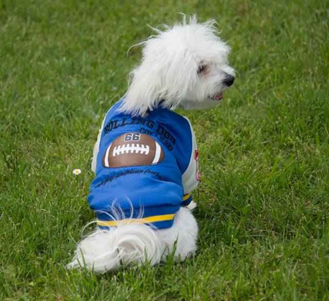 ROLLING DOG COLLEGE - BOMBER Blu