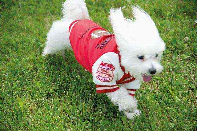 ROLLING DOG COLLEGE - BOMBER Rosso
