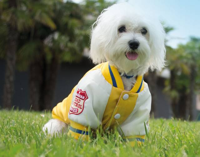 ROLLING DOG COLLEGE - BOMBER Giallo