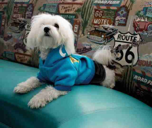 ROLLING DOG DRIVE IN - FELPA Blu