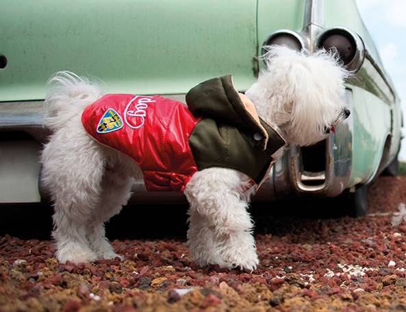 ROLLING DOG ROGERS HIGWAY CAPPOTTINO Marrone/Rosso
